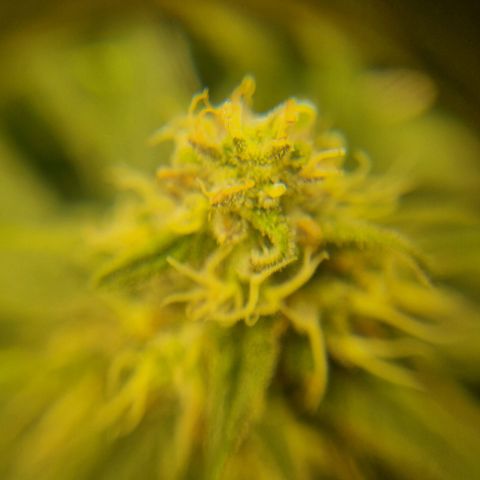 It's Brittney Biscotti Bitch growlog timeline photo