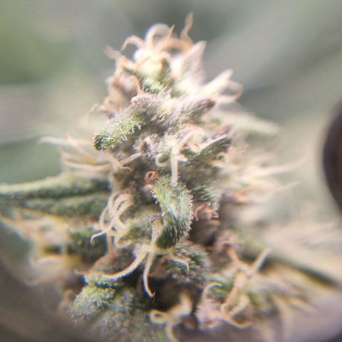 It's Brittney Biscotti Bitch growlog timeline photo