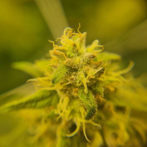 It's Brittney Biscotti Bitch growlog timeline photo