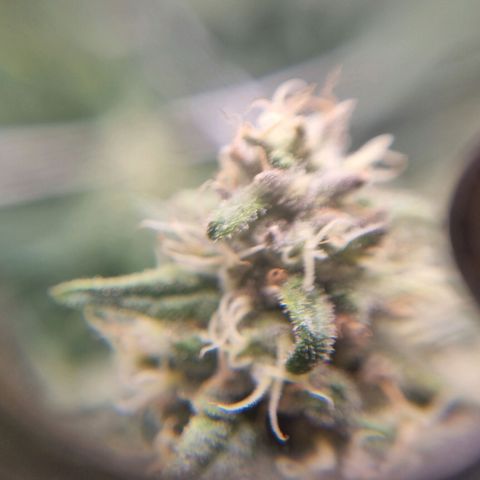 It's Brittney Biscotti Bitch growlog timeline photo