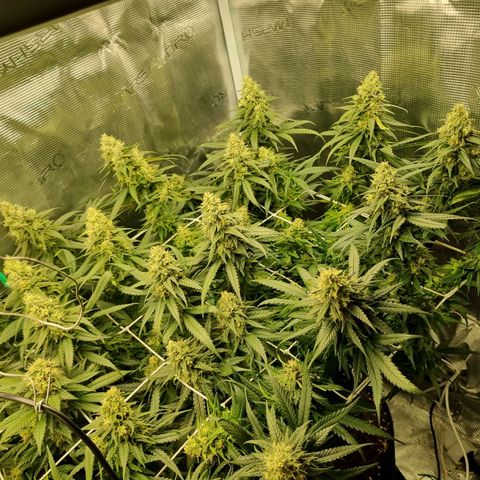 It's Brittney Biscotti Bitch growlog timeline photo