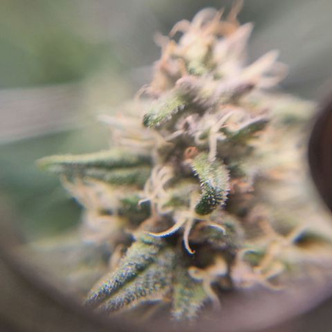 It's Brittney Biscotti Bitch growlog timeline photo