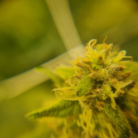 It's Brittney Biscotti Bitch growlog timeline photo