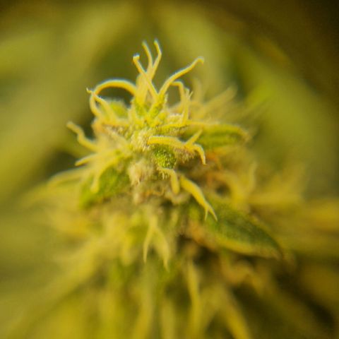 It's Brittney Biscotti Bitch growlog timeline photo