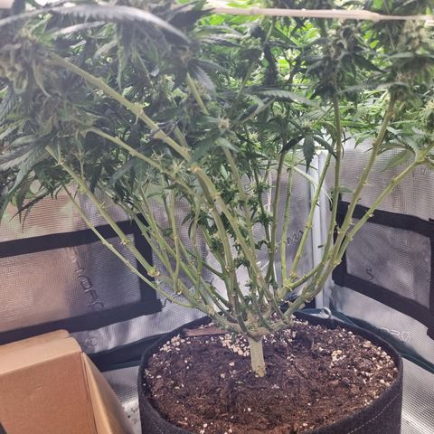 It's Brittney Biscotti Bitch growlog timeline photo