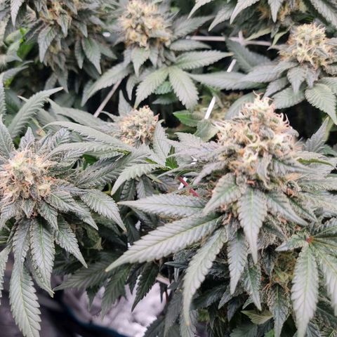 Her name's Bruciepoo growlog timeline photo
