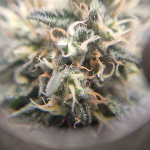 Her name's Bruciepoo growlog timeline photo