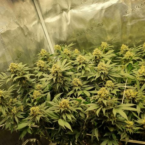 Her name's Bruciepoo growlog timeline photo