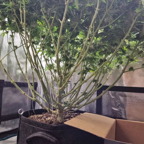 Her name's Bruciepoo growlog timeline photo