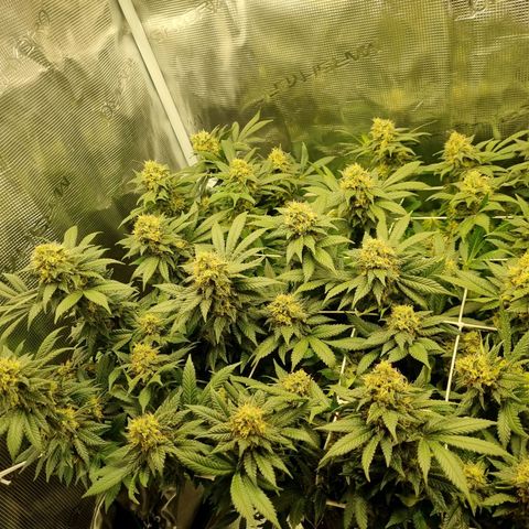 Her name's Bruciepoo growlog timeline photo
