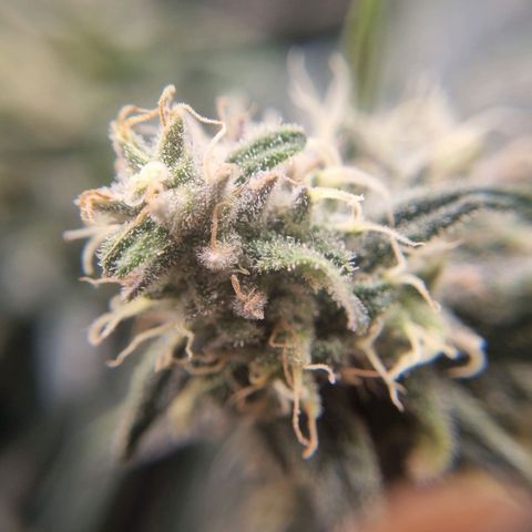 It's Brittney Biscotti Bitch growlog timeline photo