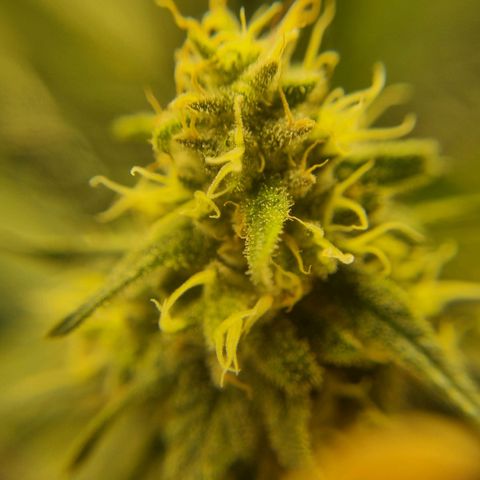 It's Brittney Biscotti Bitch growlog timeline photo
