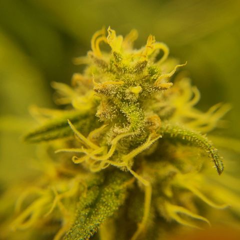 It's Brittney Biscotti Bitch growlog timeline photo