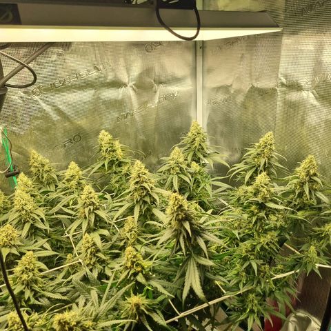 It's Brittney Biscotti Bitch growlog timeline photo