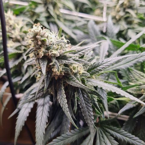 It's Brittney Biscotti Bitch growlog timeline photo