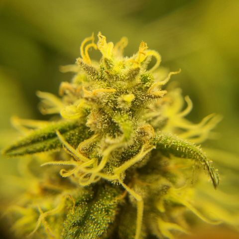 It's Brittney Biscotti Bitch growlog timeline photo