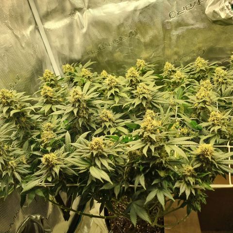 Her name's Bruciepoo growlog timeline photo