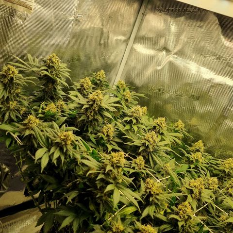 It's Brittney Biscotti Bitch growlog timeline photo