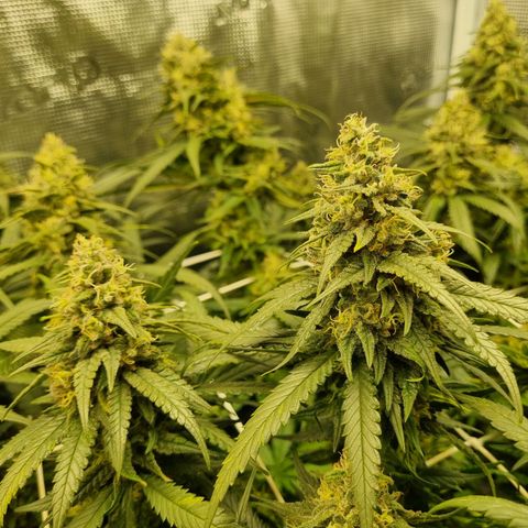 It's Brittney Biscotti Bitch growlog timeline photo