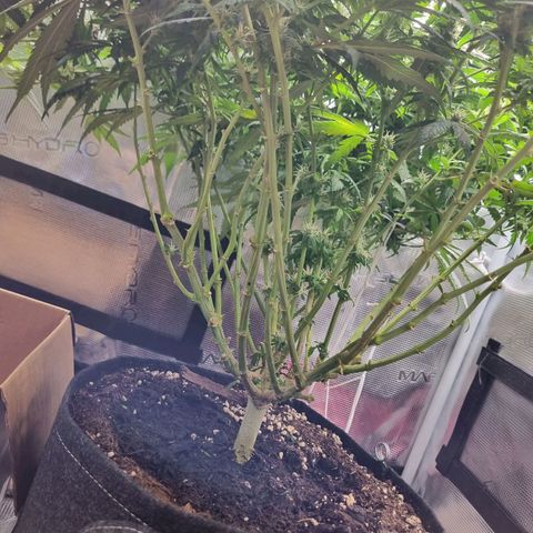It's Brittney Biscotti Bitch growlog timeline photo