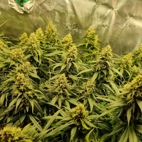 It's Brittney Biscotti Bitch growlog timeline photo