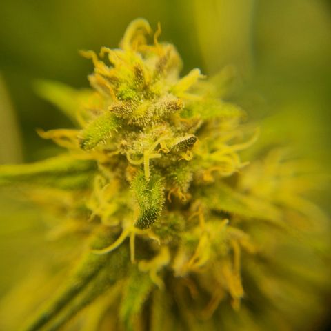 It's Brittney Biscotti Bitch growlog timeline photo