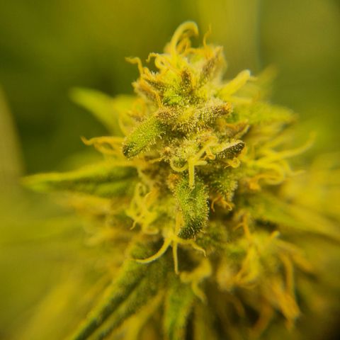 It's Brittney Biscotti Bitch growlog timeline photo