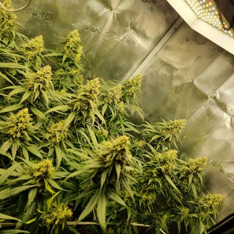 It's Brittney Biscotti Bitch growlog timeline photo