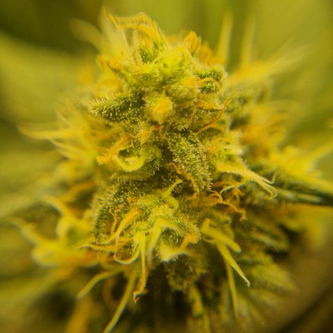 Her name's Bruciepoo growlog timeline photo