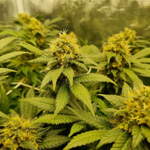 Her name's Bruciepoo growlog timeline photo