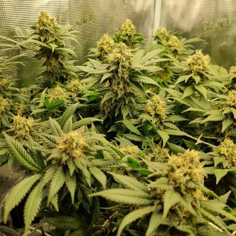 Her name's Bruciepoo growlog timeline photo