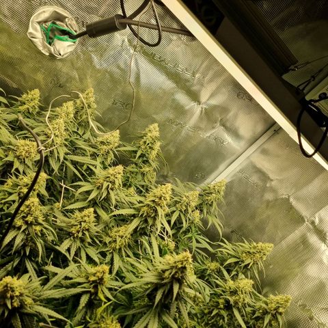 It's Brittney Biscotti Bitch growlog timeline photo