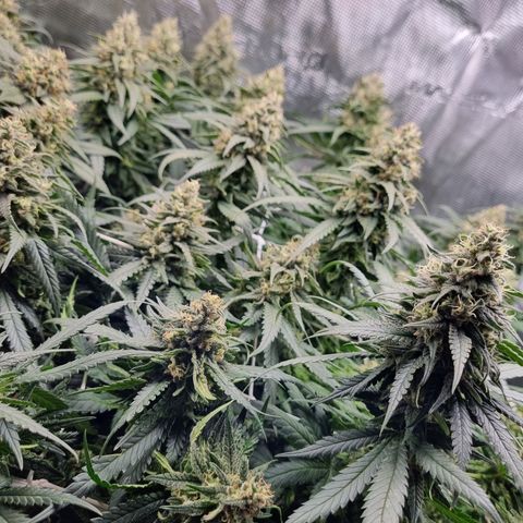 It's Brittney Biscotti Bitch growlog timeline photo