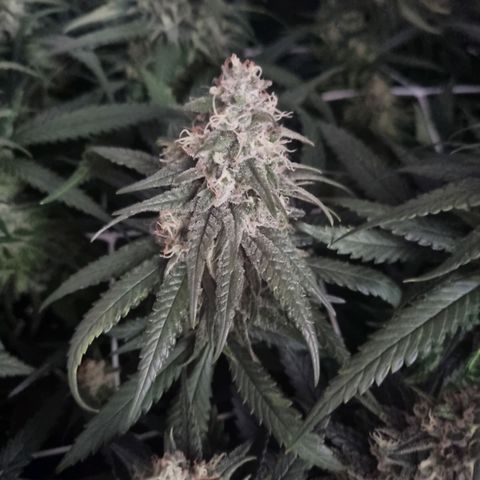 It's Brittney Biscotti Bitch growlog timeline photo