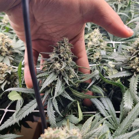 It's Brittney Biscotti Bitch growlog timeline photo