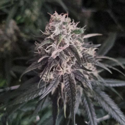 It's Brittney Biscotti Bitch growlog timeline photo