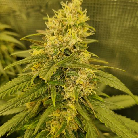 It's Brittney Biscotti Bitch growlog timeline photo