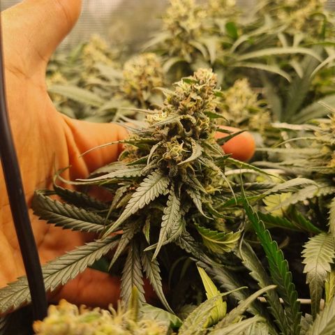 It's Brittney Biscotti Bitch growlog timeline photo