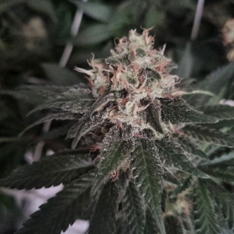 Her name's Bruciepoo growlog timeline photo