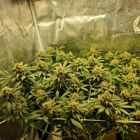 Her name's Bruciepoo growlog timeline photo