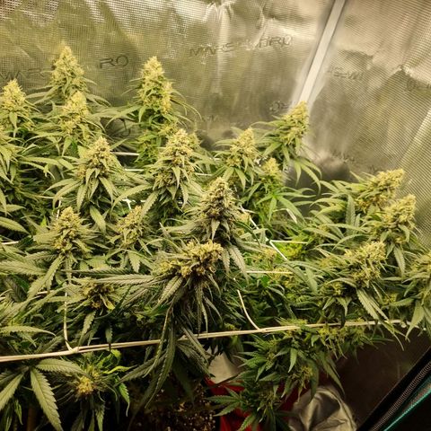 It's Brittney Biscotti Bitch growlog timeline photo