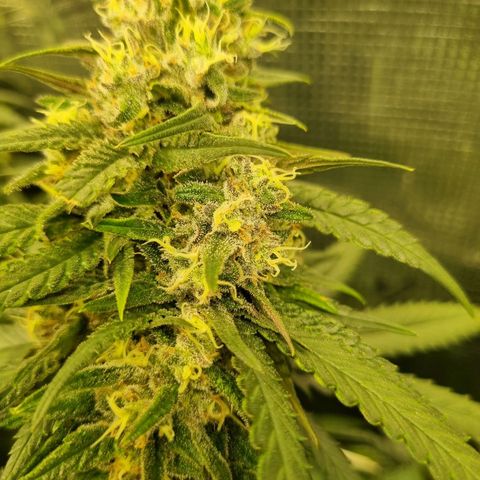 It's Brittney Biscotti Bitch growlog timeline photo