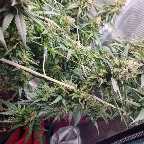 It's Brittney Biscotti Bitch growlog timeline photo