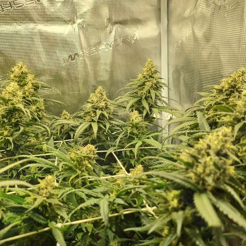 It's Brittney Biscotti Bitch growlog timeline photo