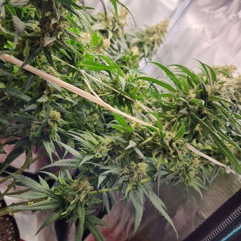 It's Brittney Biscotti Bitch growlog timeline photo