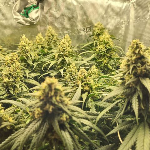 It's Brittney Biscotti Bitch growlog timeline photo