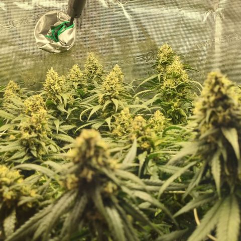 It's Brittney Biscotti Bitch growlog timeline photo
