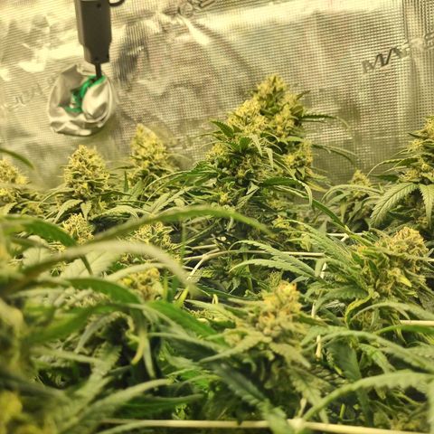It's Brittney Biscotti Bitch growlog timeline photo
