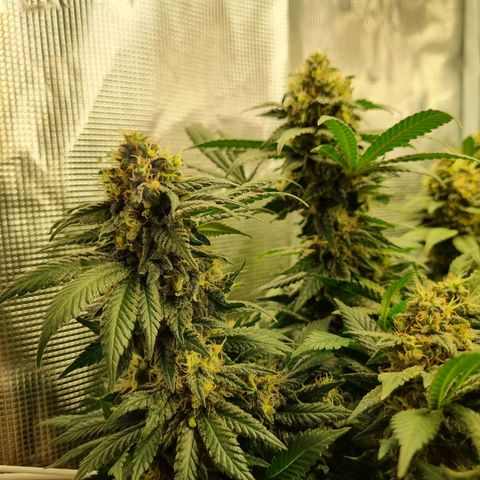 Her name's Bruciepoo growlog timeline photo