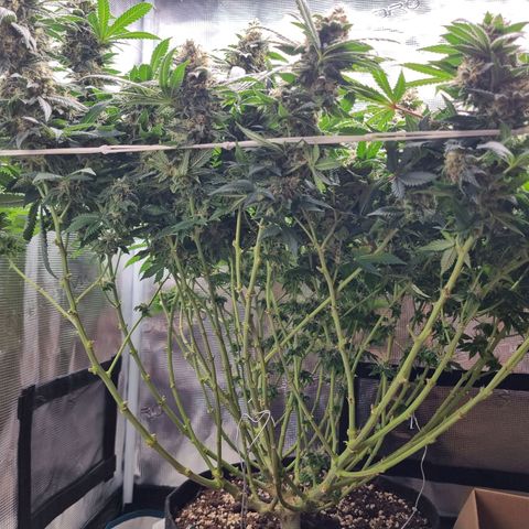 Her name's Bruciepoo growlog timeline photo